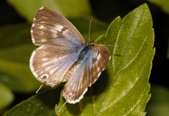 Cacyreus lingeus