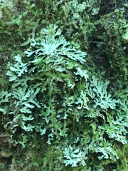 Heterodermia hypoleuca