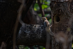 Melanerpes aurifrons