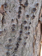 Biscogniauxia marginata