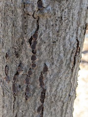 Biscogniauxia marginata