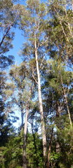 Eucalyptus muelleriana