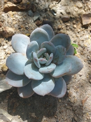 Echeveria laui