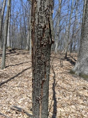 Biscogniauxia marginata