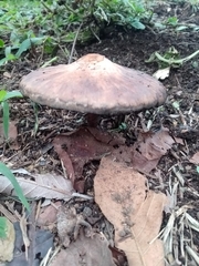 Agaricales