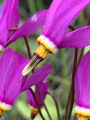 Primula pauciflora macrocarpa