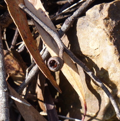 Eucalyptus muelleriana