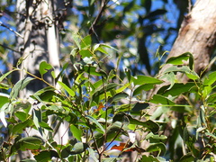 Eucalyptus muelleriana