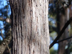 Eucalyptus muelleriana