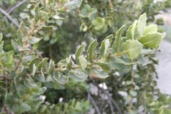 Morella cordifolia