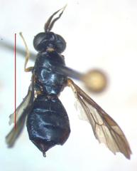 Leucoptilum plaumanni