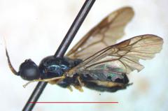 Leucoptilum plaumanni