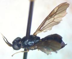 Leucoptilum plaumanni