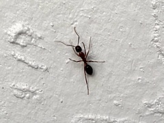 Camponotus inaequalis