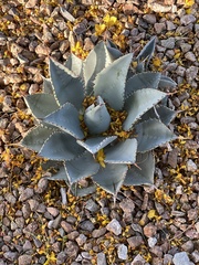 Agave ovatifolia