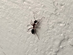 Camponotus inaequalis