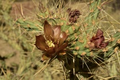 Cylindropuntia calmalliana