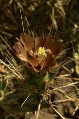 Cylindropuntia calmalliana