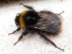 Bombus