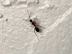 Camponotus inaequalis