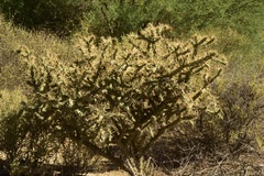 Cylindropuntia calmalliana