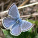 Mission Blue - Photo (c) U.S. Fish and Wildlife Service Headquarters, some rights reserved (CC BY)