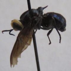 Cyphomyia leucocephala