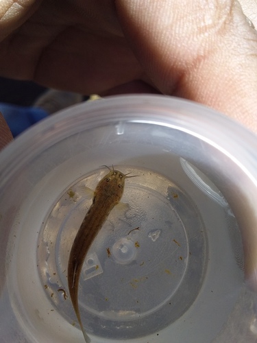 Andean pencil catfish (Trichomycterus dispar) — Trichomycteridae