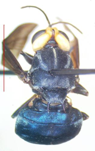 Cyphomyia leucocephala