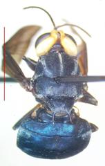 Cyphomyia leucocephala