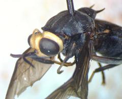 Cyphomyia leucocephala