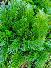 Aciphylla dissecta