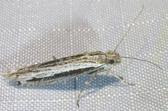 Ypsolopha flavistrigella