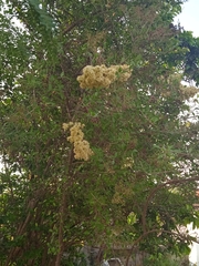 Magnoliopsida