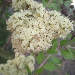 Magnoliopsida