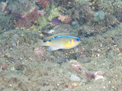 Chrysiptera brownriggii