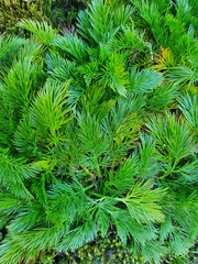 Aciphylla dissecta
