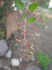 Magnoliopsida