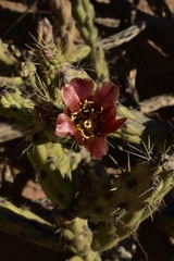 Cylindropuntia calmalliana