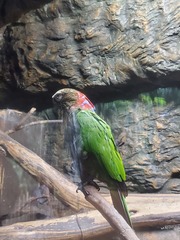 Deroptyus accipitrinus