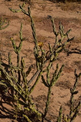 Cylindropuntia calmalliana
