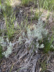 Artemisia tripartita