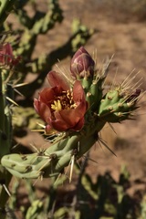 Cylindropuntia calmalliana