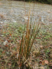 Marsippospermum grandiflorum