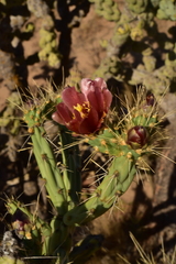 Cylindropuntia calmalliana
