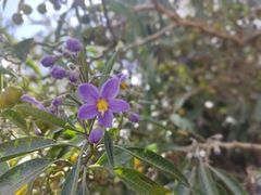 Solanum nitidum