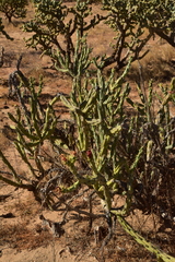 Cylindropuntia calmalliana