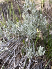 Artemisia tripartita