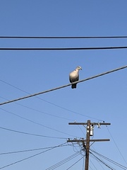 Streptopelia decaocto