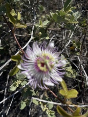 Passiflora santiagana